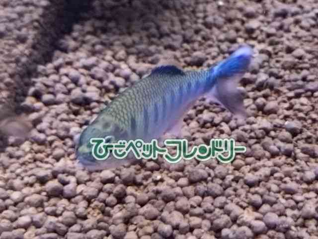 card-img