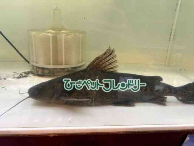 card-img