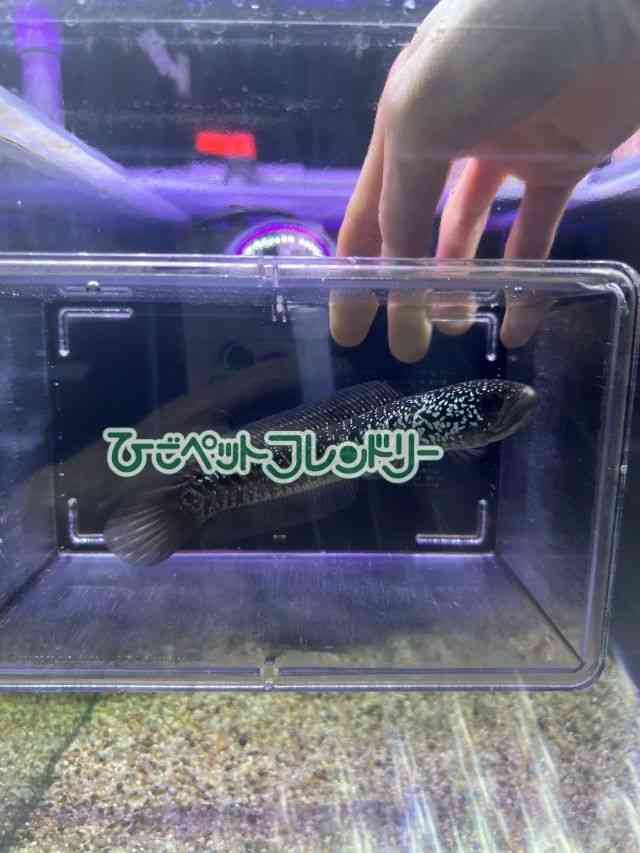 card-img