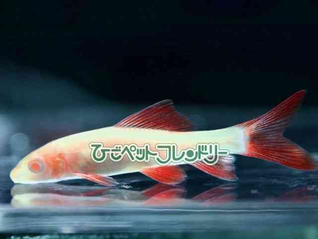 card-img