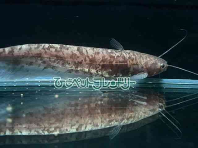 card-img