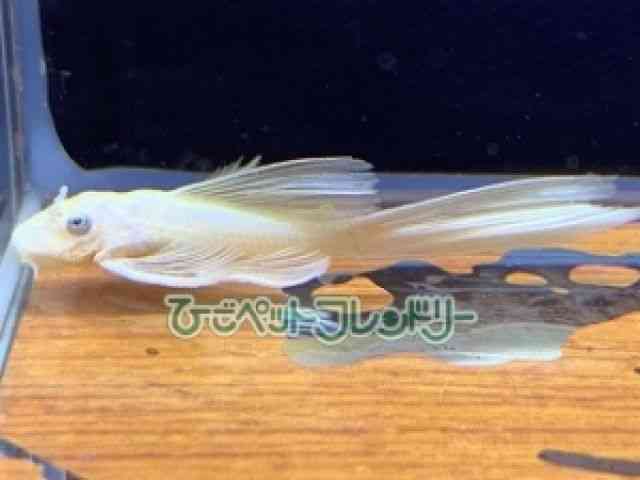 card-img