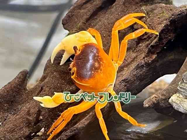 card-img