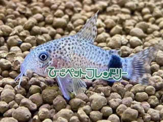 card-img