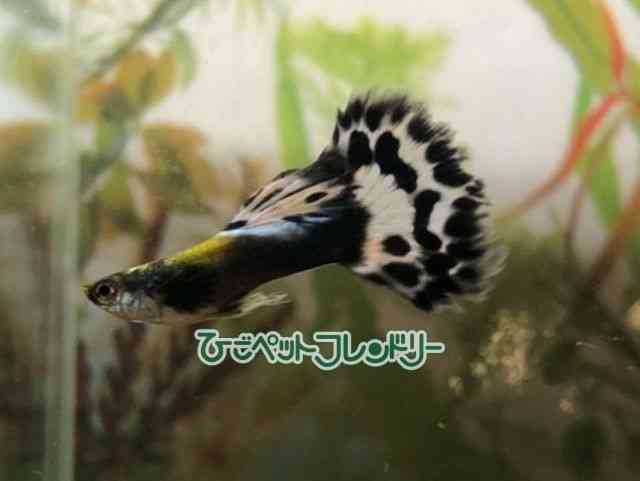 card-img