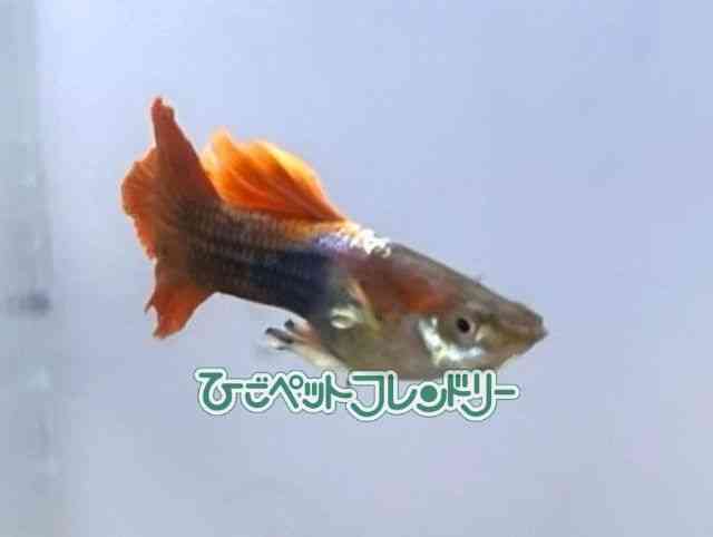 card-img
