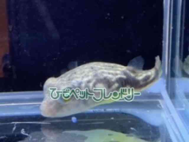 card-img