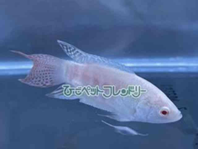 card-img