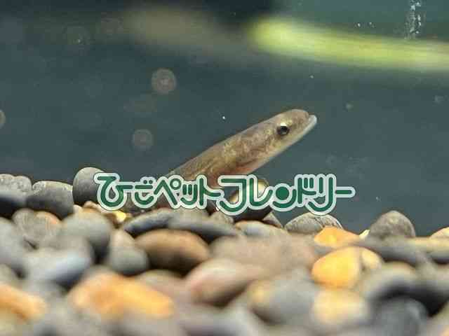 card-img
