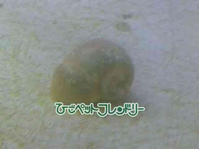 card-img