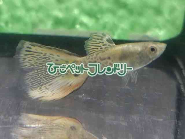 card-img
