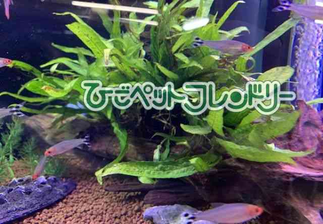 card-img