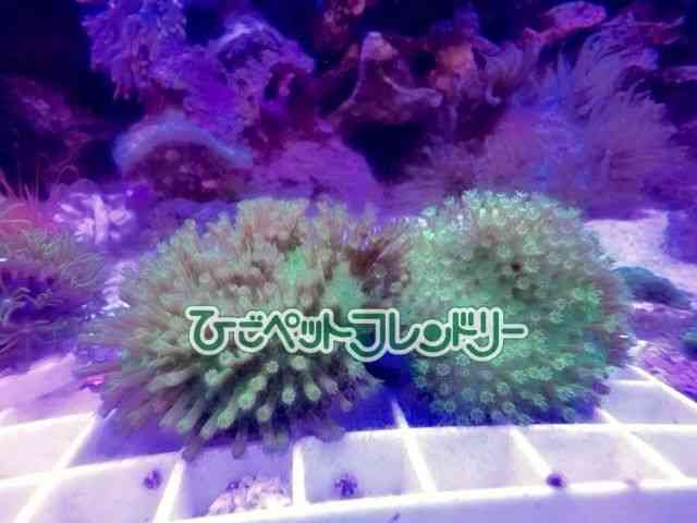 card-img