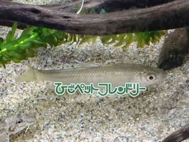 card-img