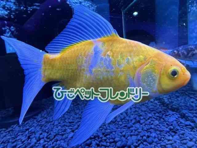 card-img