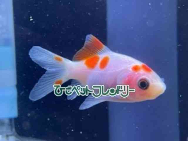 card-img