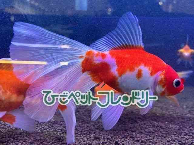 card-img