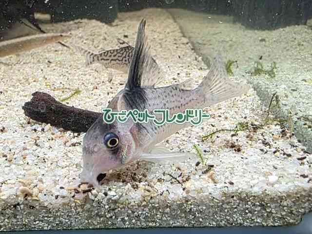 card-img
