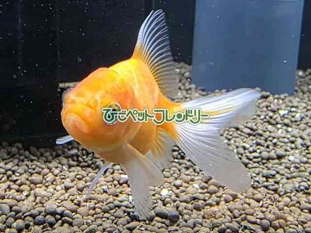 card-img