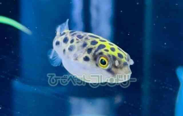 card-img