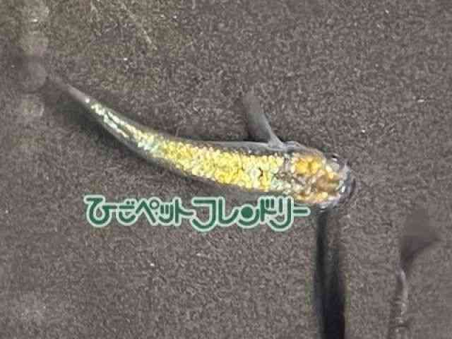 card-img