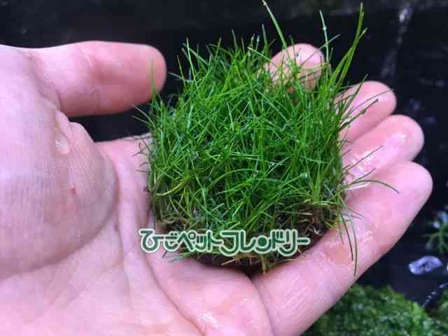 card-img