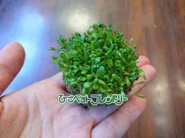 card-img