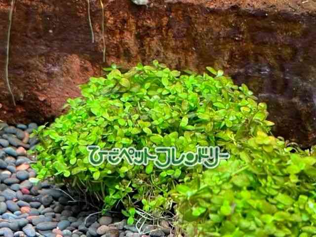 card-img