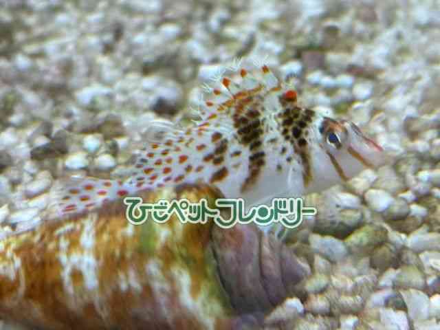 card-img