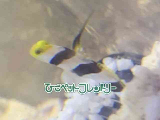 card-img