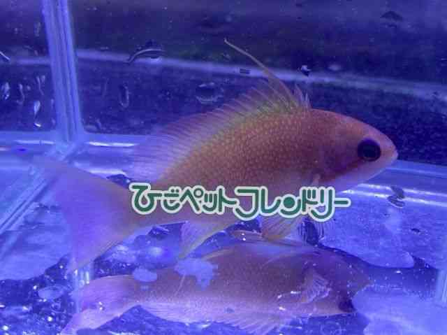 card-img