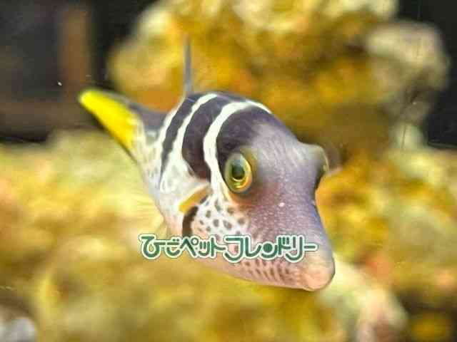 card-img