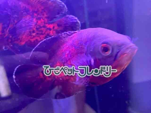 card-img