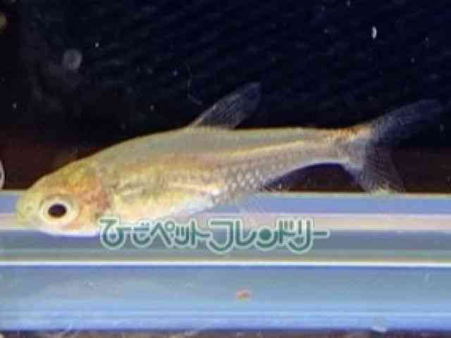 card-img