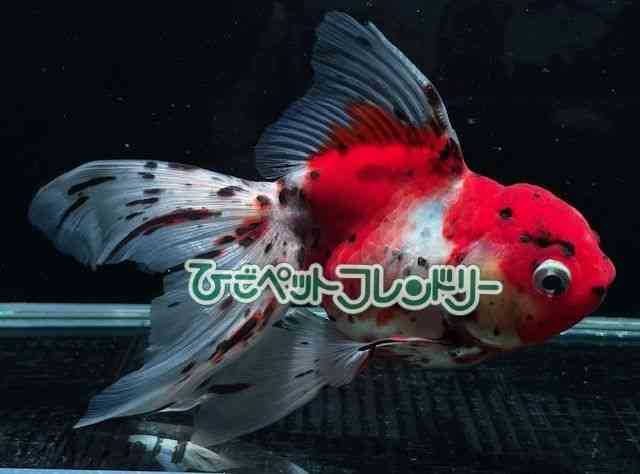card-img