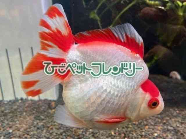 card-img