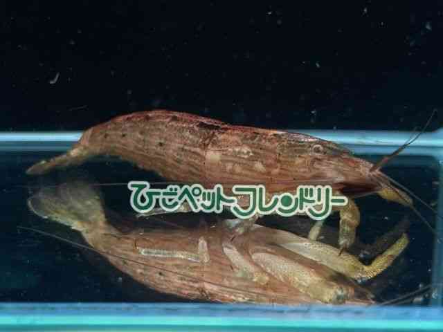 card-img