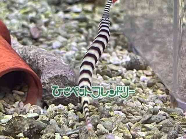 card-img