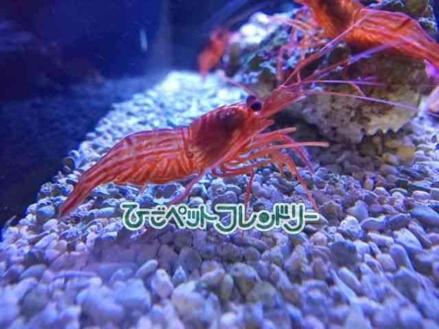 card-img