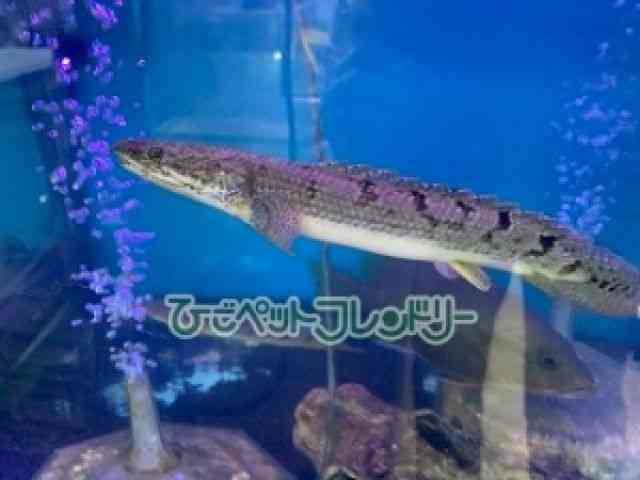 card-img