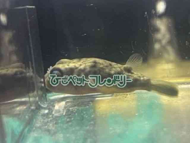 card-img