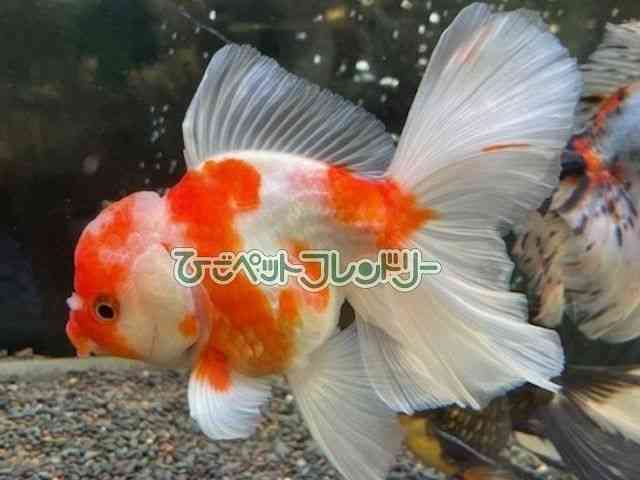 card-img