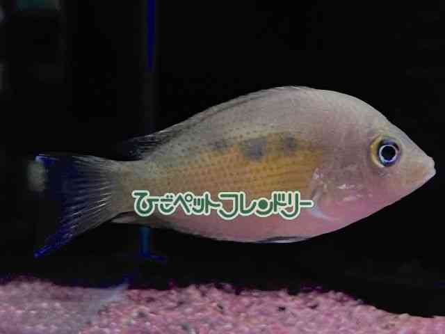 card-img