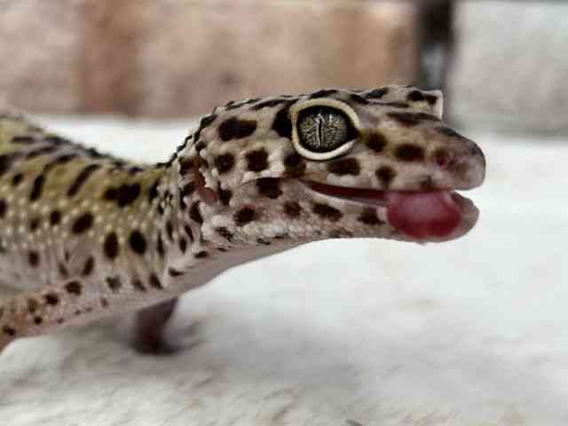 ヒョウモントカゲモドキ
