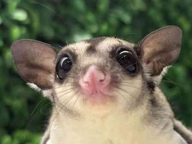 
                    フクロモモンガ