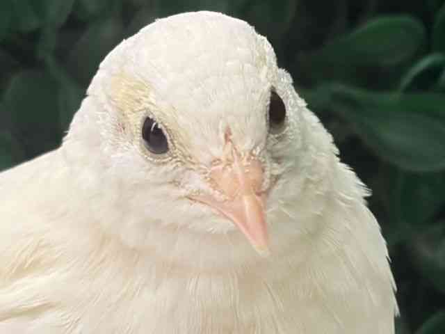
                    ウズラ・ヒメウズラ
