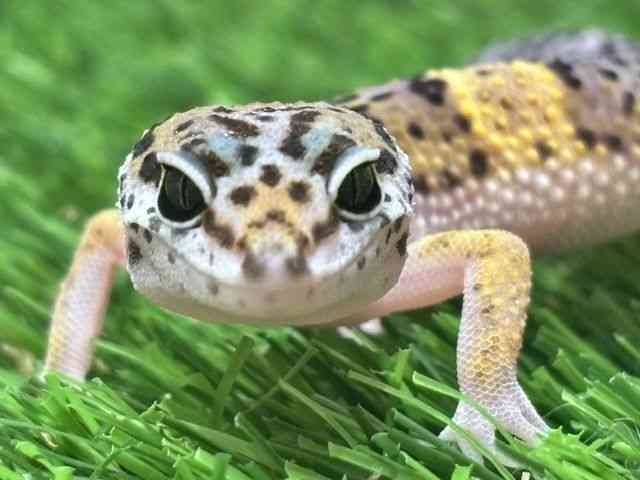 ヒョウモントカゲモドキ