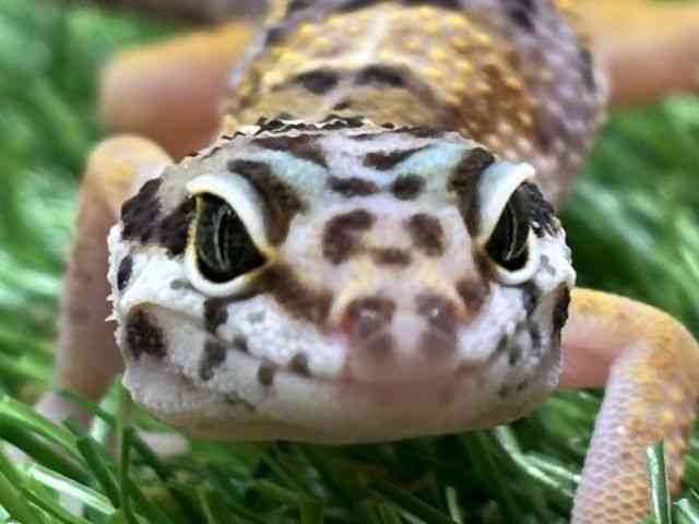 ヒョウモントカゲモドキ