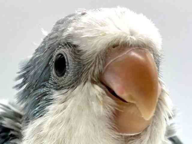 
                    オキナインコ
