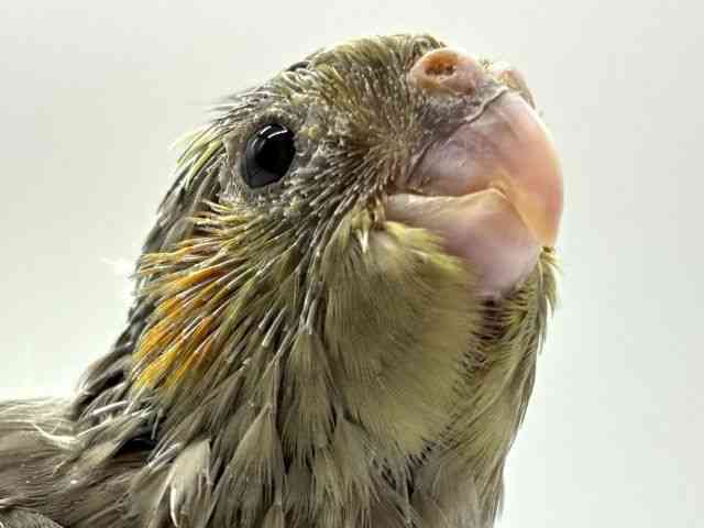 
                    オカメインコ